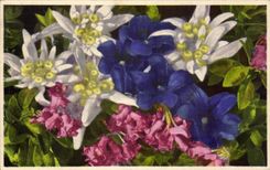 Flores de la fantasia de CPA