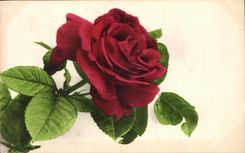 Flores de la fantasia de CPA