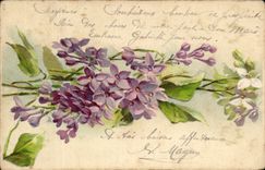 Flores de la fantasia de CPA