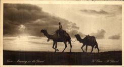 CPA Egypte Le Caire Le Desert Chameaux