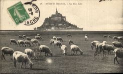 CPA Mount St Michel Close Dirty Sheep
