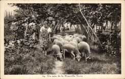 CPA a corner of the New Earth Sheep