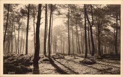 CPA Soft France the Moors De Gascogne