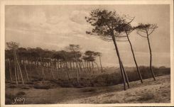 CPA Soft France the Moors De Gascogne the moors of Gascogne has Cape Breton the pines of the money wire Dimension