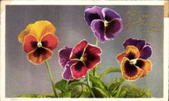 Flores de la fantasia de CPA