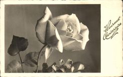 Flores de Rose de la fantasia de CPA