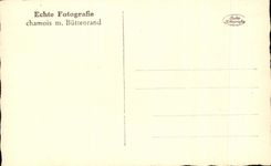 CPA Echte Fotografie chamois m Buttenrand