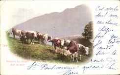 CPA Return Of the Cattle Over the Evening Cows