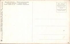 La fantasia de CPA florece nomeolvides