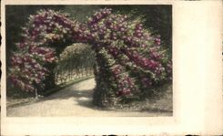 Flores de la fantasia de CPA