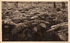 CPA Ferns Gascogne Moors