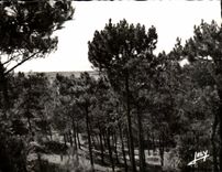 CPA Sion Sur L'Ocean Paysage En Foret