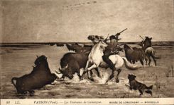 CPA Vayson Les Taureaux De camargue Musee De Longchamp Marseille