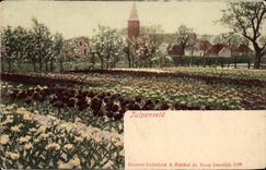 CPA Tulpenveld Tulipes 