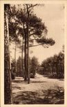 CPA Autour Dc Bassin D'Arcachon Coupe feu En Foret