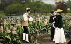 CPA Children in cabbages