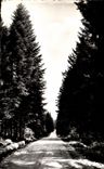 CPA La Franche Comte Pittoresque Chemin En Foret