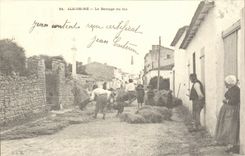 REPRO Ile de Re the Beating of corn