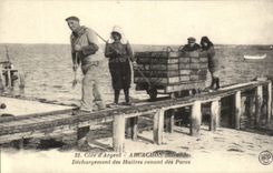 REPRO Cole D'Argent Arcachon Dechargement des Huitres venant des Parcs