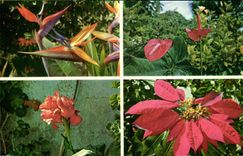 Flora MODERNA de la TARJETA de las flores de Canarias