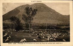 CPA Auvergne Payage De Moutons With the Foot Of Puy De Dome