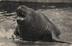 CPA National Museum Of Natural history Zoological gardens Of Wood De Vincennes Paris Elpehant of sea