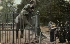 CPA Paris Elephant Paris Botanical garden