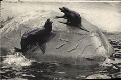 Zoological CPA Paris Of Wood De Vincennes Paris Otaries of California