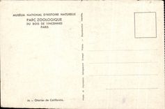 Zoological CPA Paris Of Wood De Vincennes Paris Otaries of California
