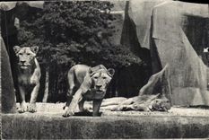 CPA Zoological Paris Of Wood De Vincennes Paris Lion and lionesses on their plate