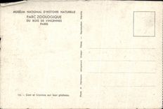 CPA Zoological Paris Of Wood De Vincennes Paris Lion and lionesses on their plate