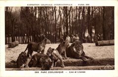 International CPA Expostion Colonial Paris 1931 Zoological gardens Lion and lionesses