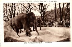 International CPA Expostion Colonial Paris Zoological gardens Elephants