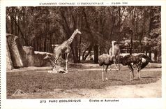 International CPA Expostion Colonial Paris Zoological gardens Giraffes and Ostriches