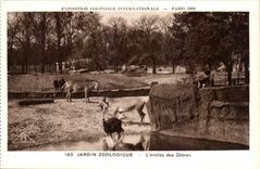 International CPA Expostion Colonial Paris Zoological gardens the Enclosure of the Zebras ostrich