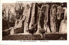 International CPA Expostion Colonial Paris Zoological gardens Ostriches