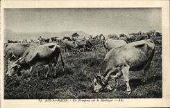 CPA Aix Les Bains Troupeau Sur La Montagne Vaches