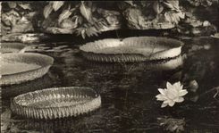 CPA Museum National D'Histoire Naturelle Jardin Des Plantes Paris Serre tropicale La Victori Regia Nympheacee geante 