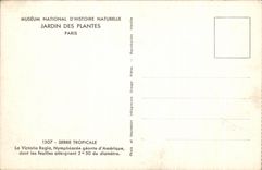 CPA Museum National D'Histoire Naturelle Jardin Des Plantes Paris Serre tropicale La Victori Regia Nympheacee geante