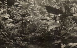 CPA National Museum of Natural history Botanical garden Paris Wintergarden Ferns and Aroidees