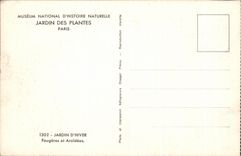 CPA National Museum of Natural history Botanical garden Paris Wintergarden Ferns and Aroidees