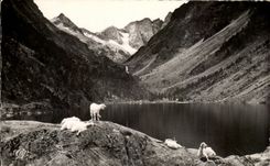CPA Cauterets the Lake Gaube Goats