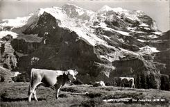 CPA Wengernalp Die Jungfrau Vaches