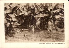 CPA Antilles Francaises Bananiers et leurs regimes de bannes