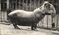 CPA Paris Museum D History Natureile Hippopotamus of Senegal