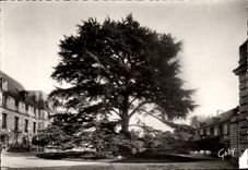 CPA Tours Musee des Beaux Arts Cedre du Liban