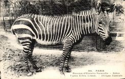 CPA Paris Museum of Natural history Streaks Southern Africa
