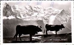 CPA Chamonix Mt Blanc Vaches
