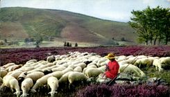 Ovejas pintorescas de Limousion Monedieres de la TARJETA MODERNA