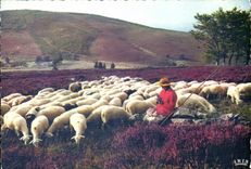 TARJETA MODERNA las ovejas pintorescas de Lemosin Monedieres